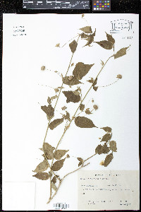 Gaya gracilipes image
