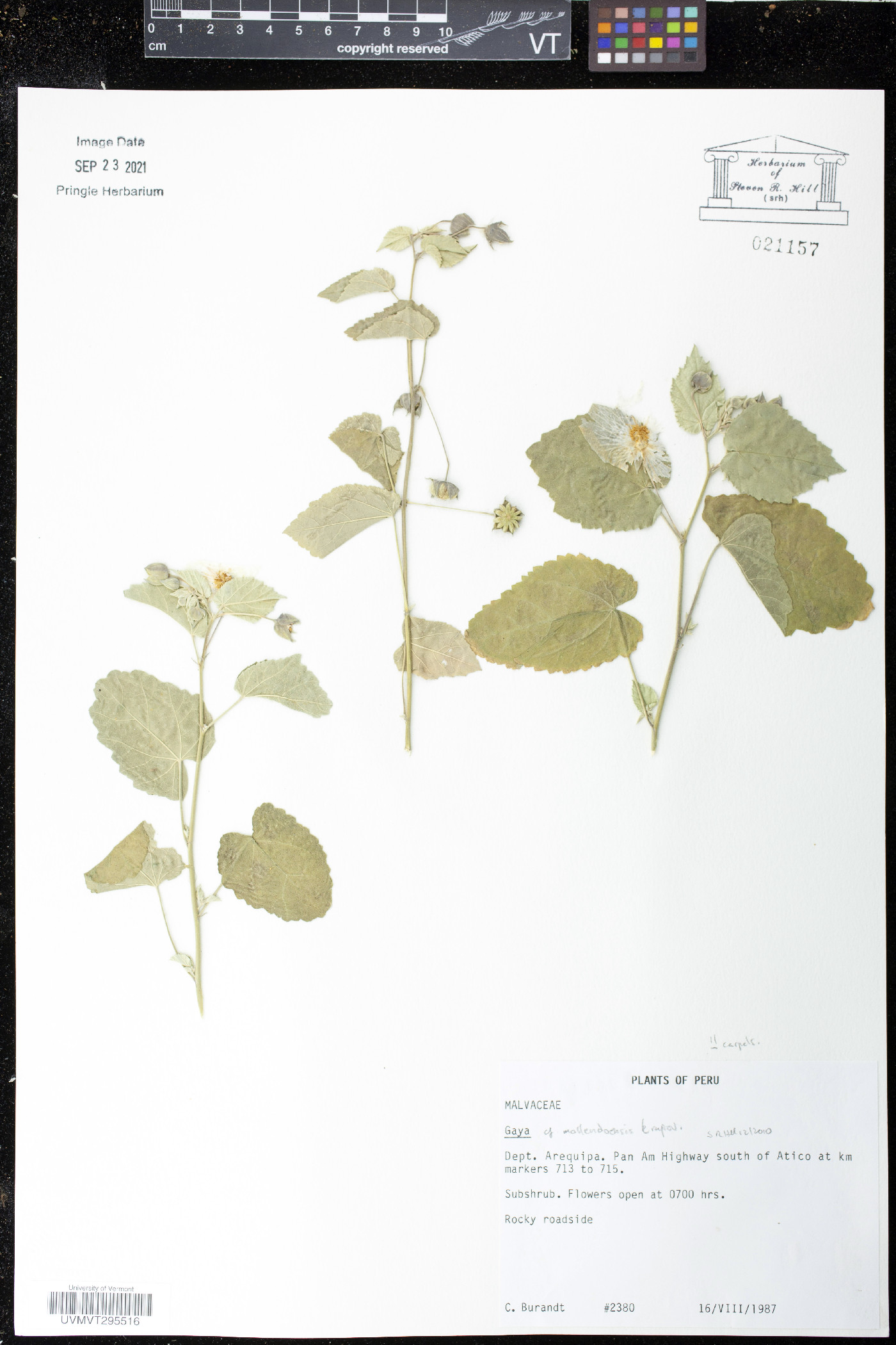 Gaya mollendoensis image