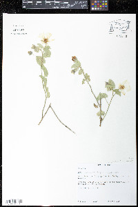 Media resource of Gaya mollendoensis