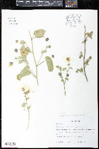 Gaya mollendoensis image