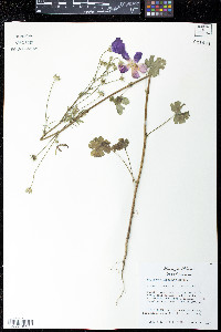 Callirhoe leiocarpa image