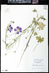 Callirhoe leiocarpa image
