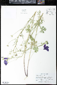 Callirhoe leiocarpa image
