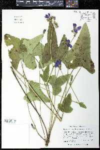 Callirhoe triangulata image