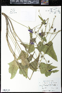 Callirhoe triangulata image