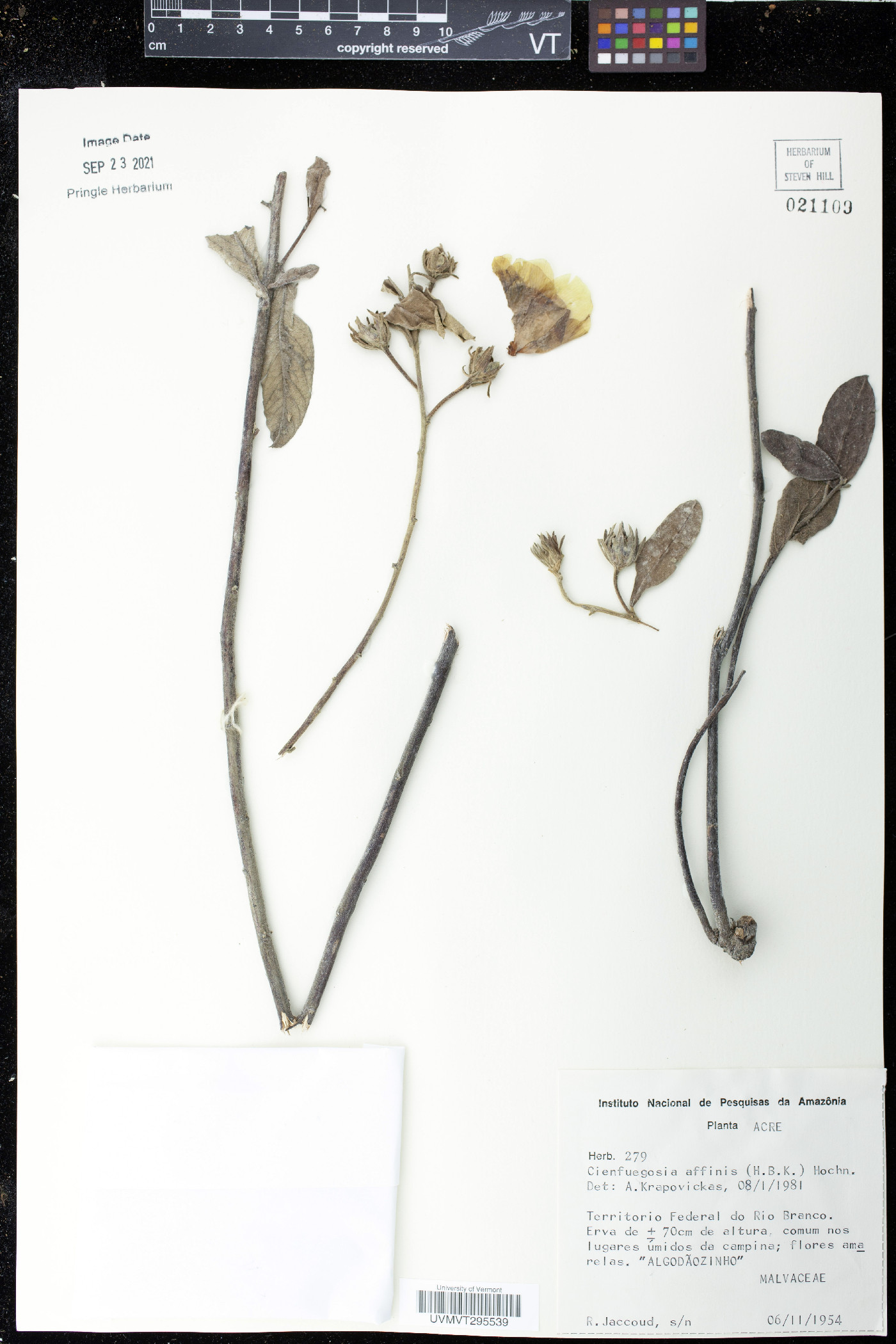 Cienfuegosia affinis image