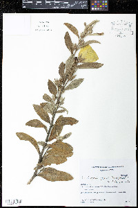 Cienfuegosia affinis image