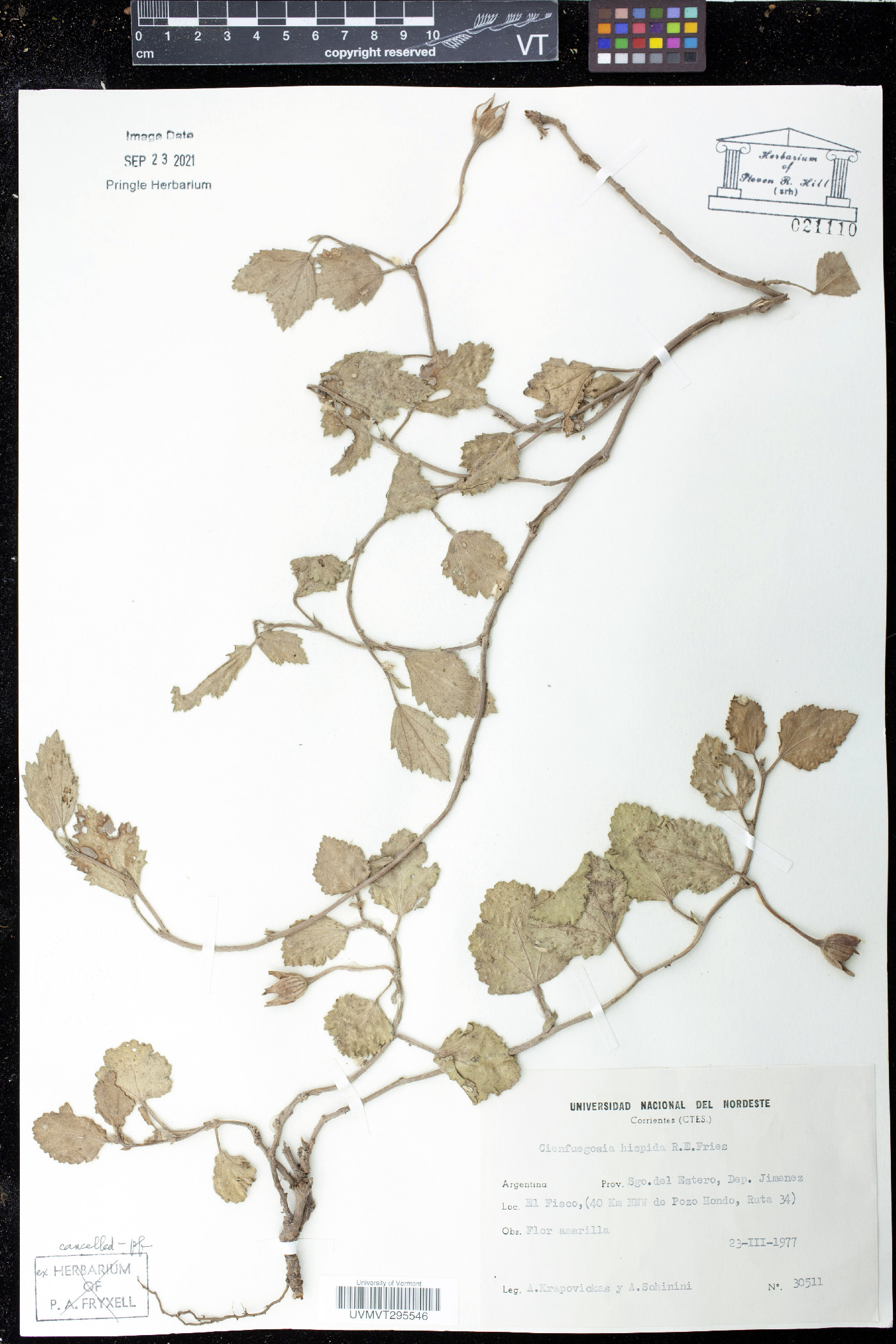 Cienfuegosia hispida image