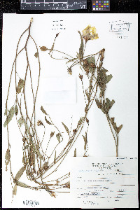 Cienfuegosia tripartita image