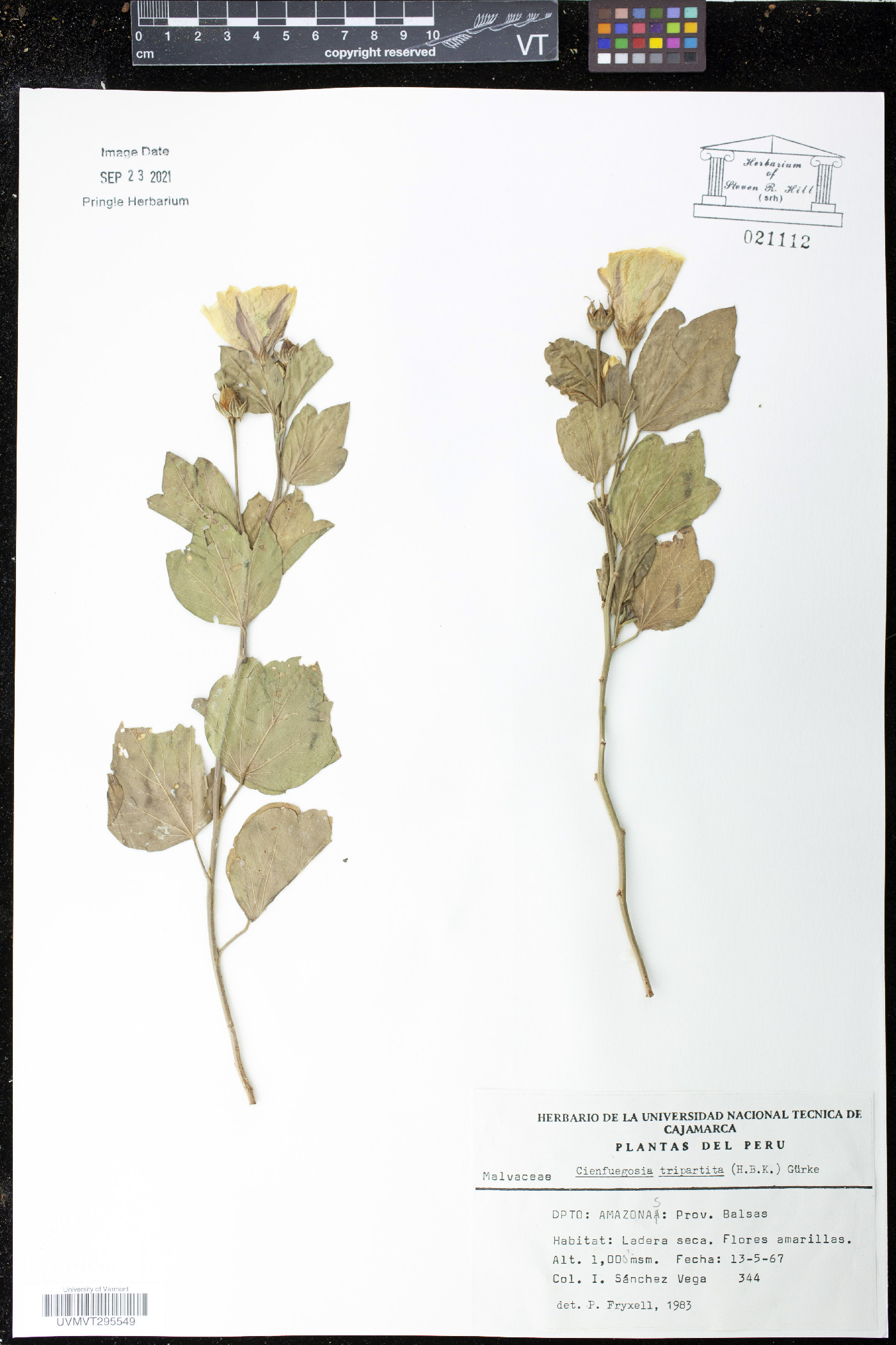 Cienfuegosia tripartita image