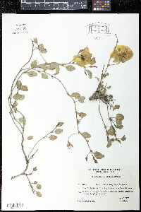 Cienfuegosia ulmifolia image