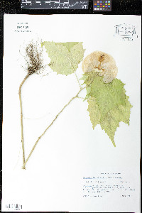 Media resource of Corynabutilon vitifolium