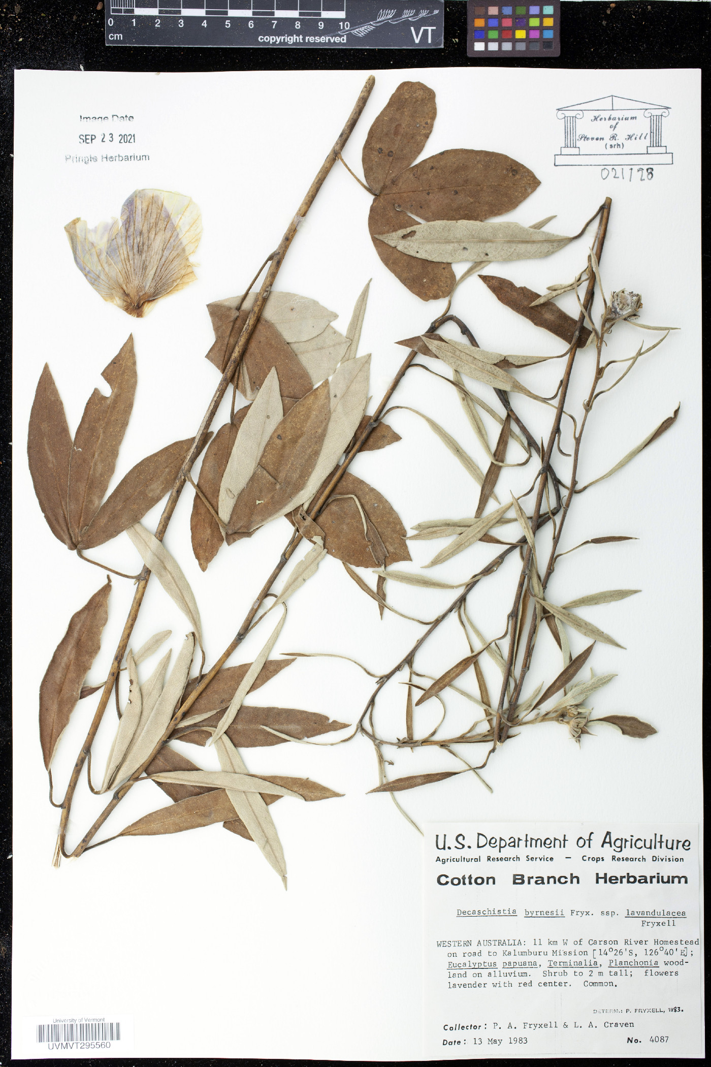 Decaschistia byrnesii image