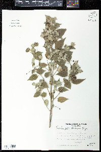 Media resource of Dirhamphis balansae
