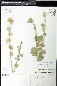 Malacothamnus orbiculatus image
