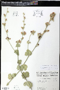 Malacothamnus orbiculatus image