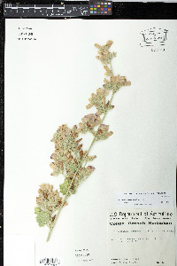 Malacothamnus orbiculatus image