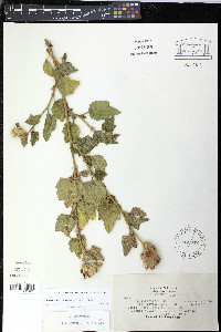 Malacothamnus involucratus image