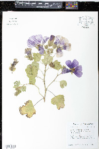 Malope trifida image