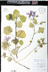 Media resource of Malope trifida