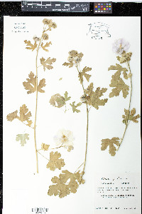 Malva alcea image