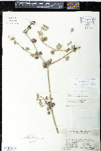 Media resource of Malva cretica