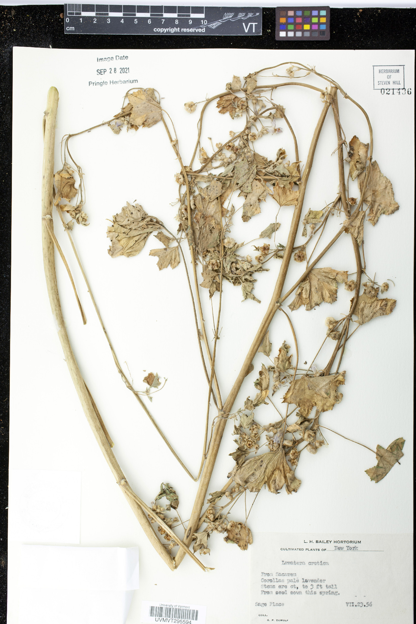 Malva cretica image