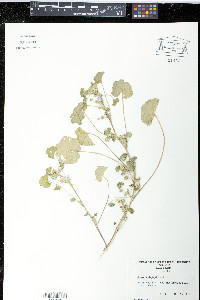 Malva neglecta image