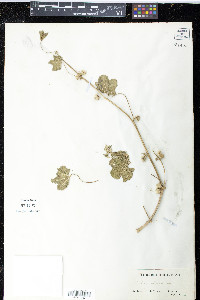 Malva nicaeensis image