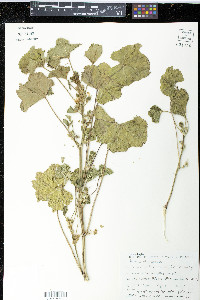 Malva nicaeensis image