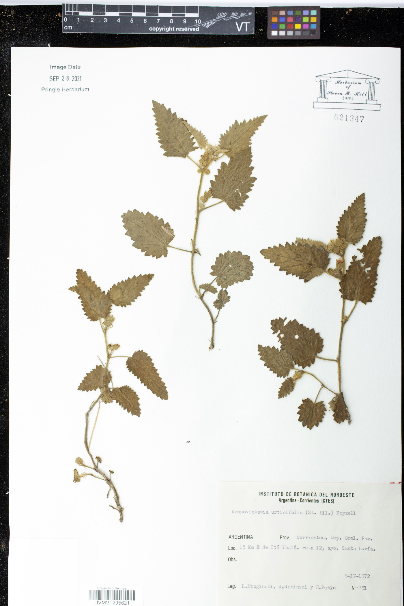 Krapovickasia urticifolia image