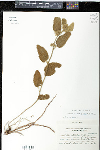 Krapovickasia urticifolia image