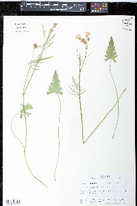 Callirhoe alcaeoides image
