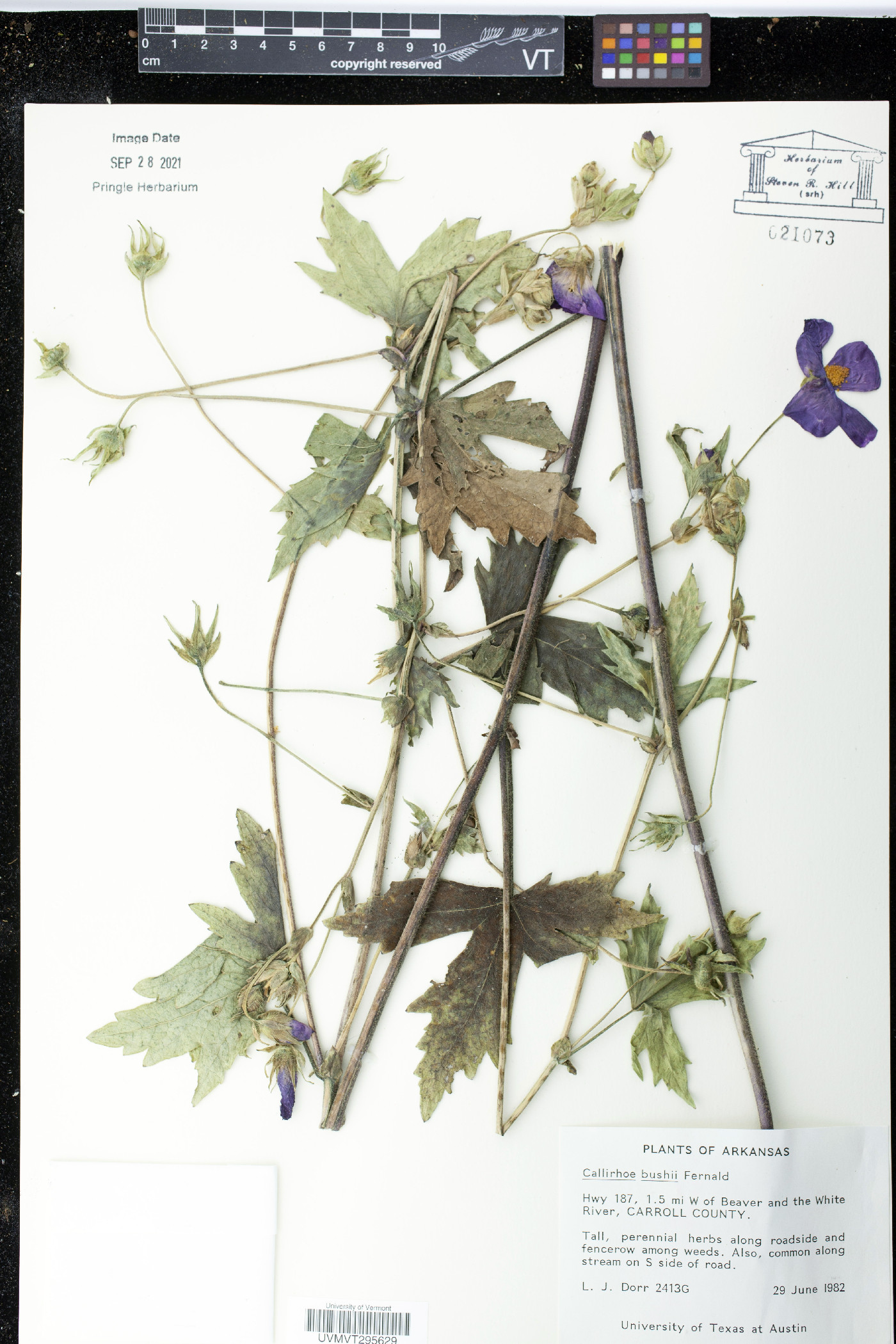 Callirhoe bushii image