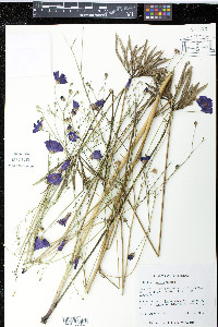 Callirhoe digitata image