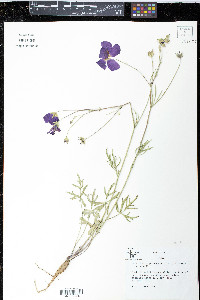 Callirhoe digitata image