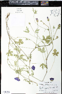 Callirhoe involucrata image