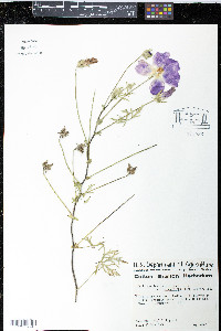 Callirhoe involucrata image