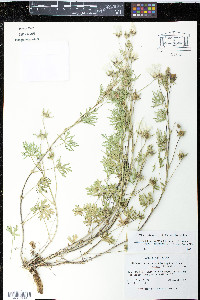 Callirhoe involucrata image