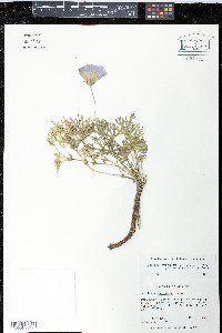 Callirhoe involucrata image
