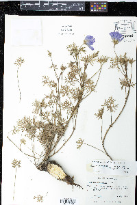 Callirhoe involucrata image