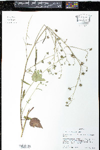 Anoda thurberi image