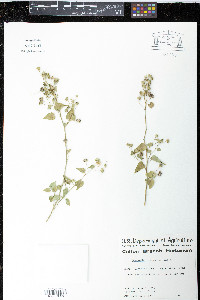 Bastardia viscosa image