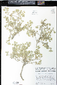 Billieturnera helleri image