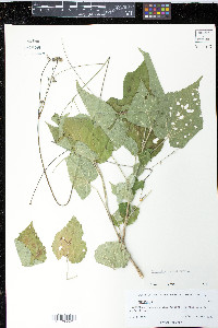 Briquetia inermis image