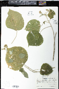 Allosidastrum hilarianum image