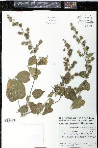 Allosidastrum pyramidatum image