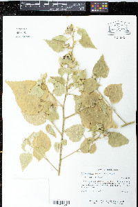 Allowissadula lozanii image