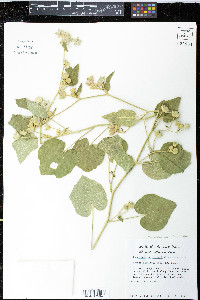 Allowissadula lozanii image