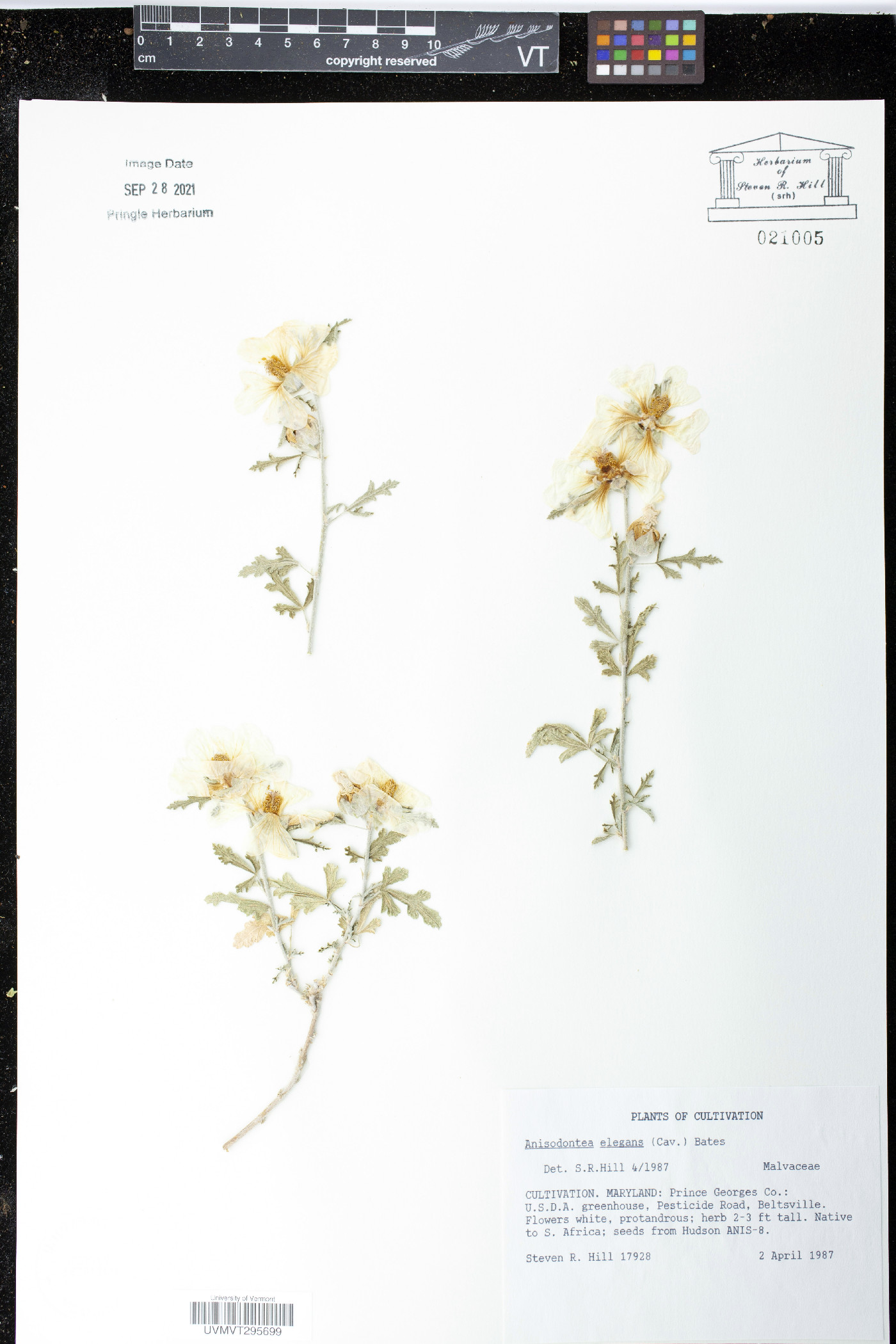 Anisodontea image